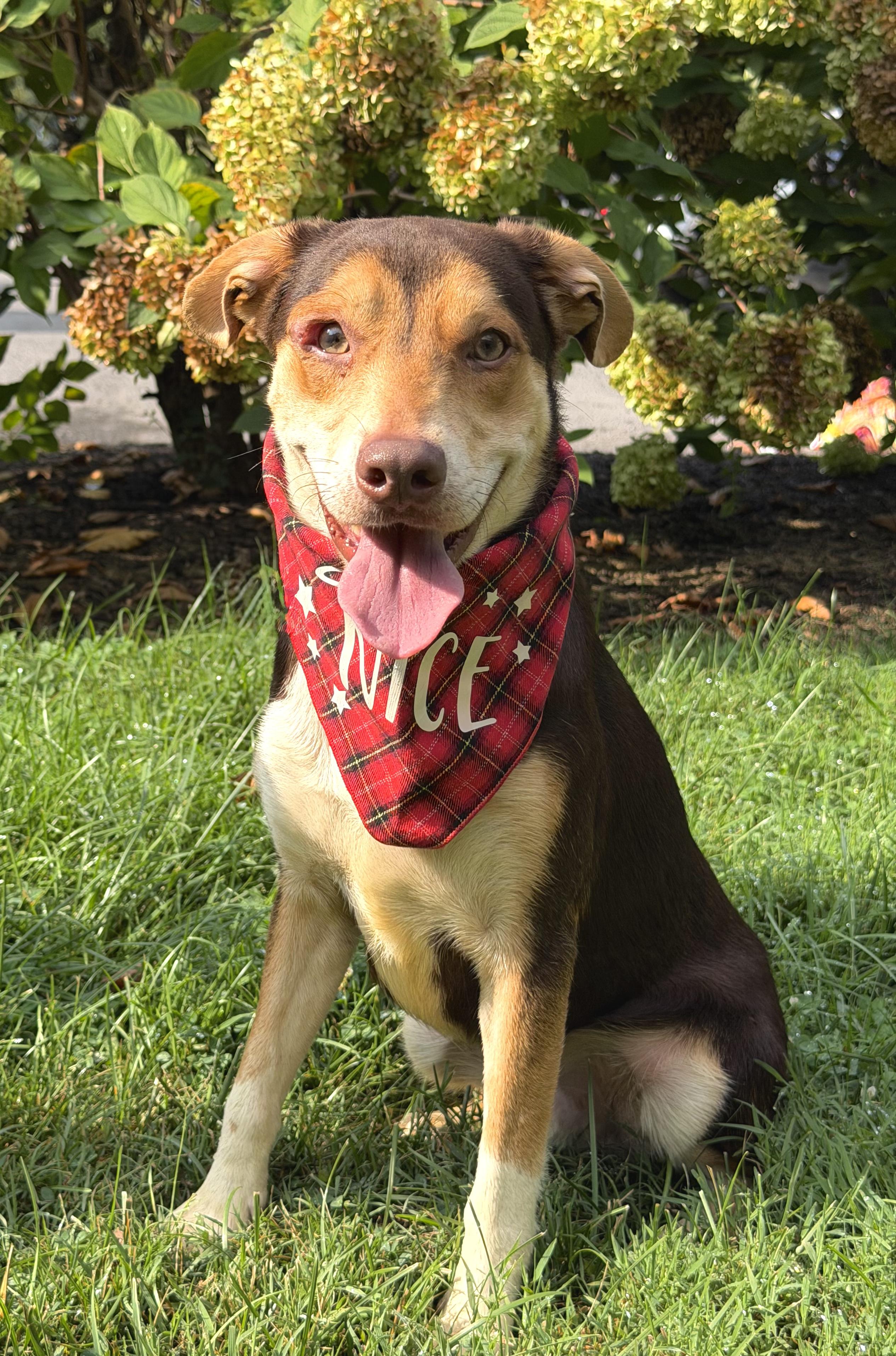 Enlarge Hank, a Adopted mixed breed in Maryville, TN image 5/6