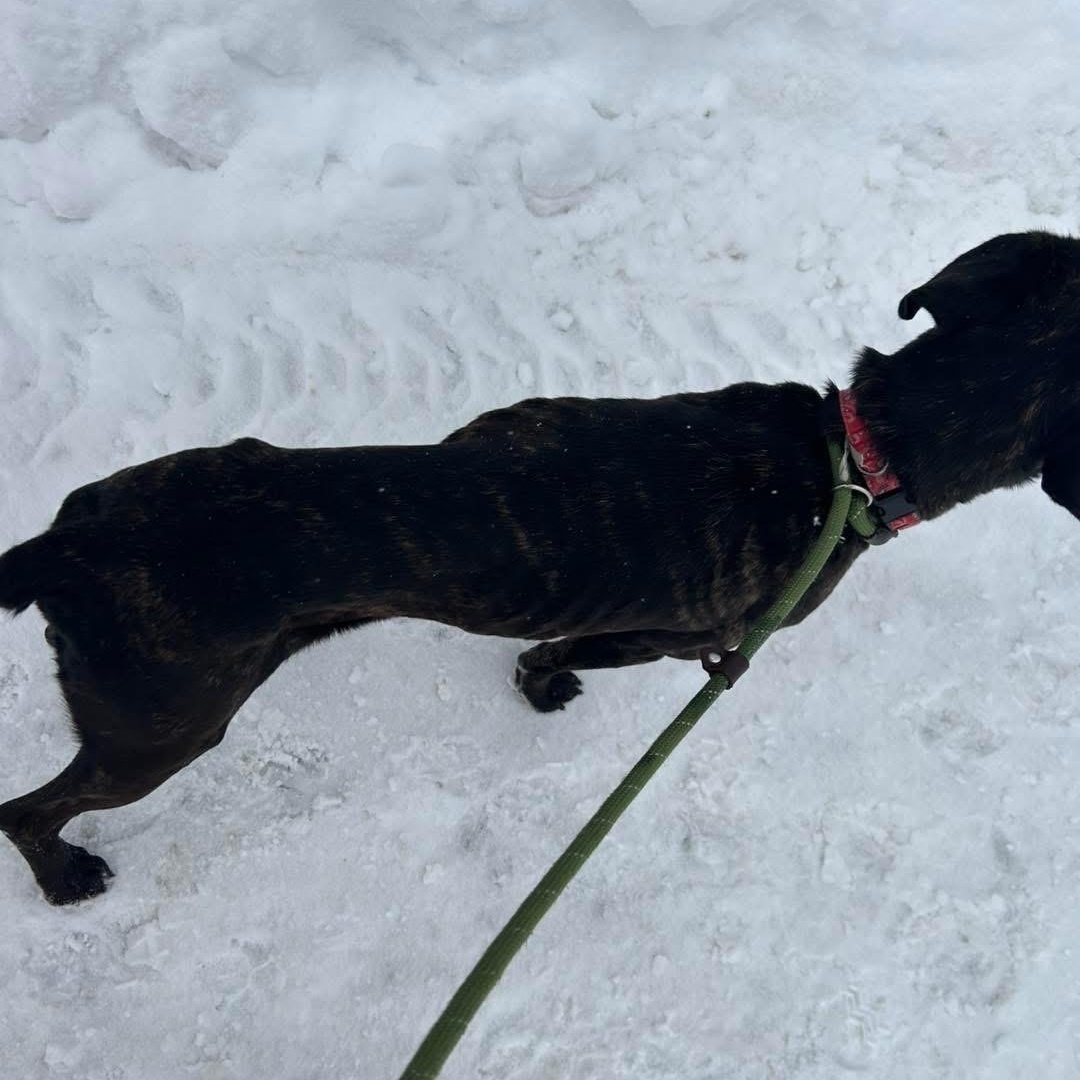 Enlarge Beatrice, an adopted mixed breed in Buffalo, NY image 2/6