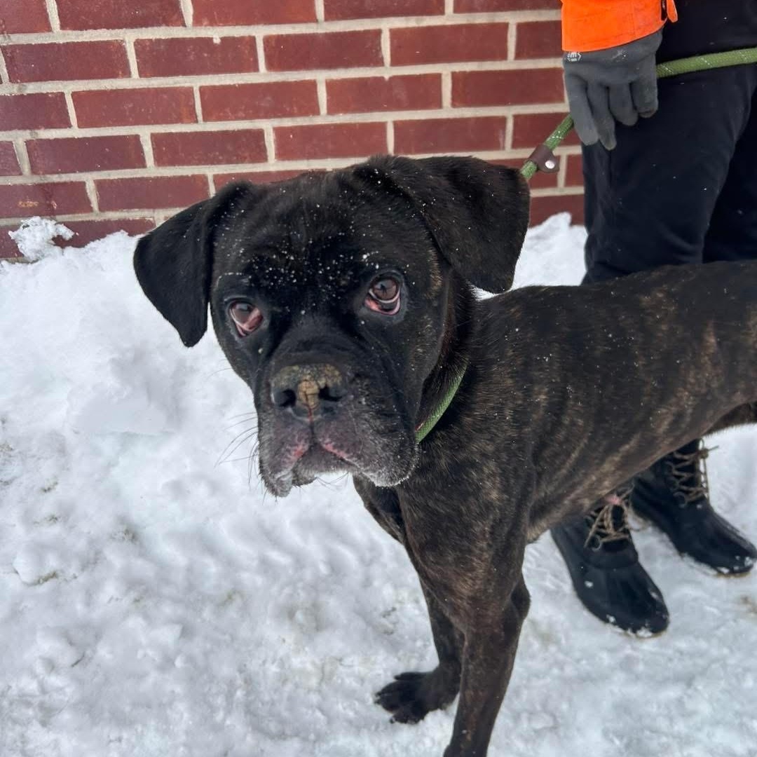 Enlarge Beatrice, an adopted mixed breed in Buffalo, NY image 6/6