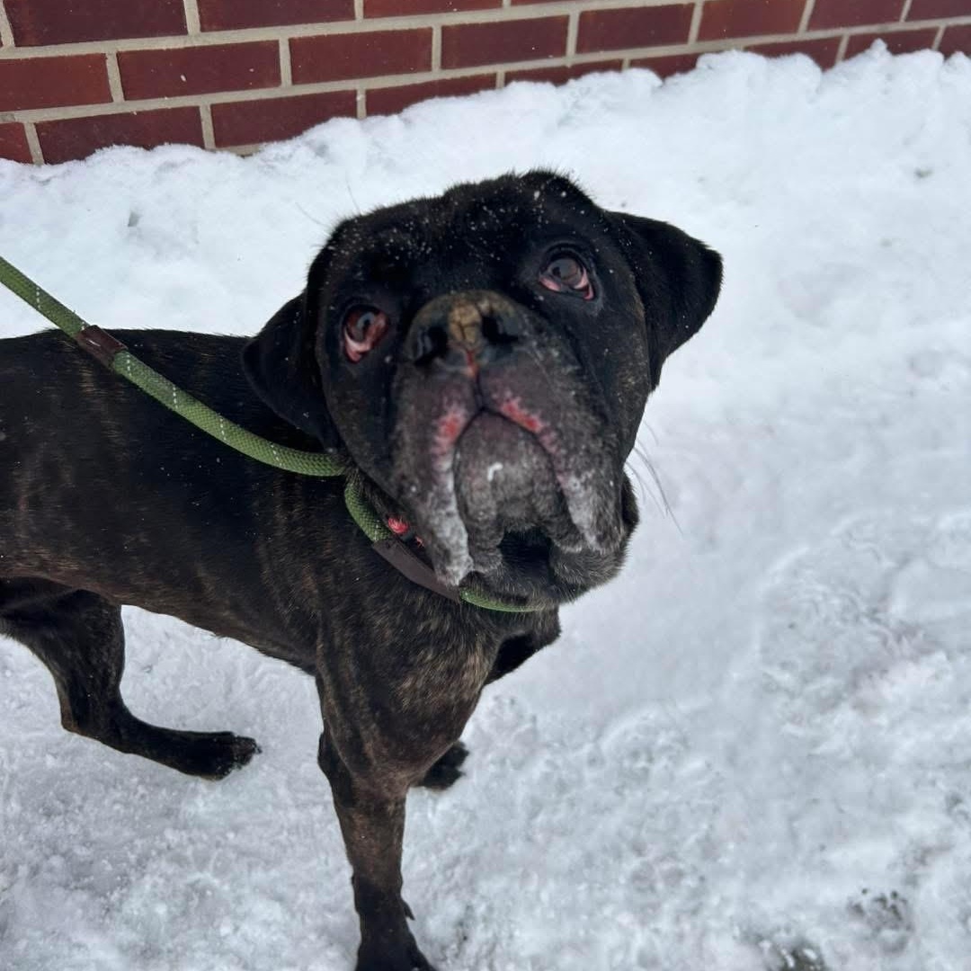 Enlarge Beatrice, an adopted mixed breed in Buffalo, NY image 5/6