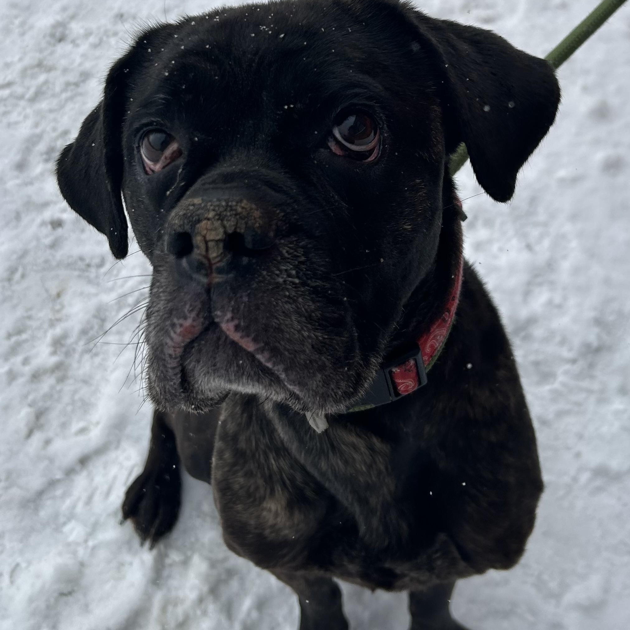 Beatrice, adopted, Adult Female Boxer.