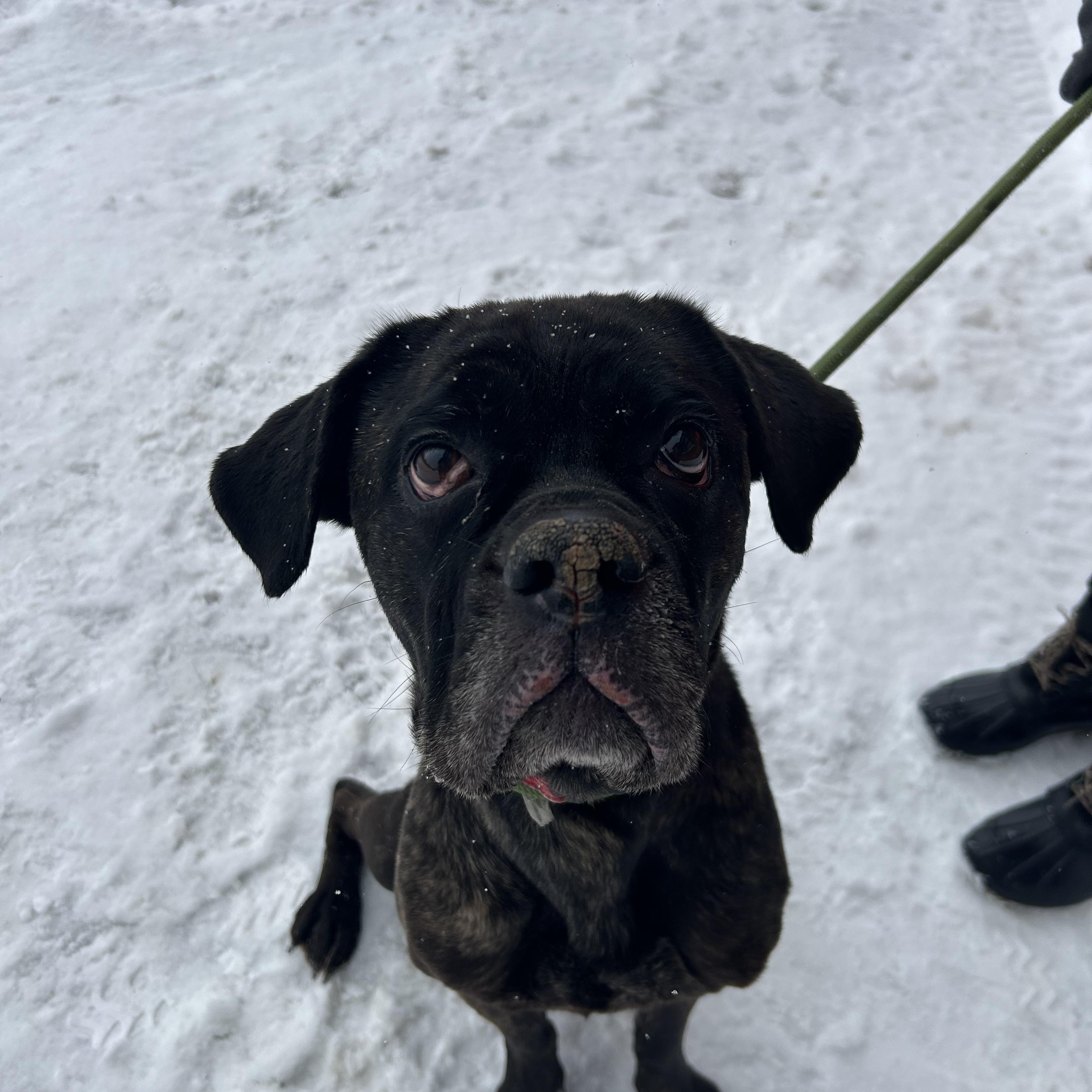 Enlarge Beatrice, an adopted mixed breed in Buffalo, NY image 3/6