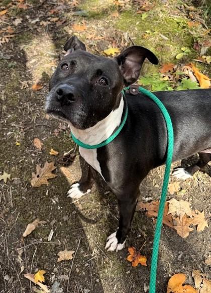 Enlarge Juliette, a Adoptable Mixed Breed in Twinsburg, OH image 1/3