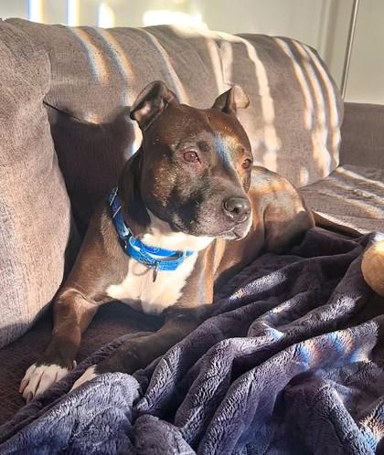 Juliette - In A Foster Home, a Adoptable Mixed Breed in Twinsburg, OH image 1/3