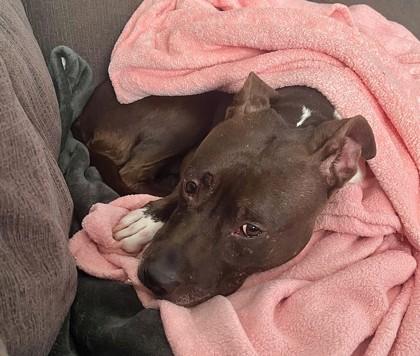 Juliette - In A Foster Home, a Adoptable Mixed Breed in Twinsburg, OH image 2/3