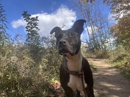 Juliette - In A Foster Home, Adoptable, Adult Female Mixed Breed & Mixed Breed.