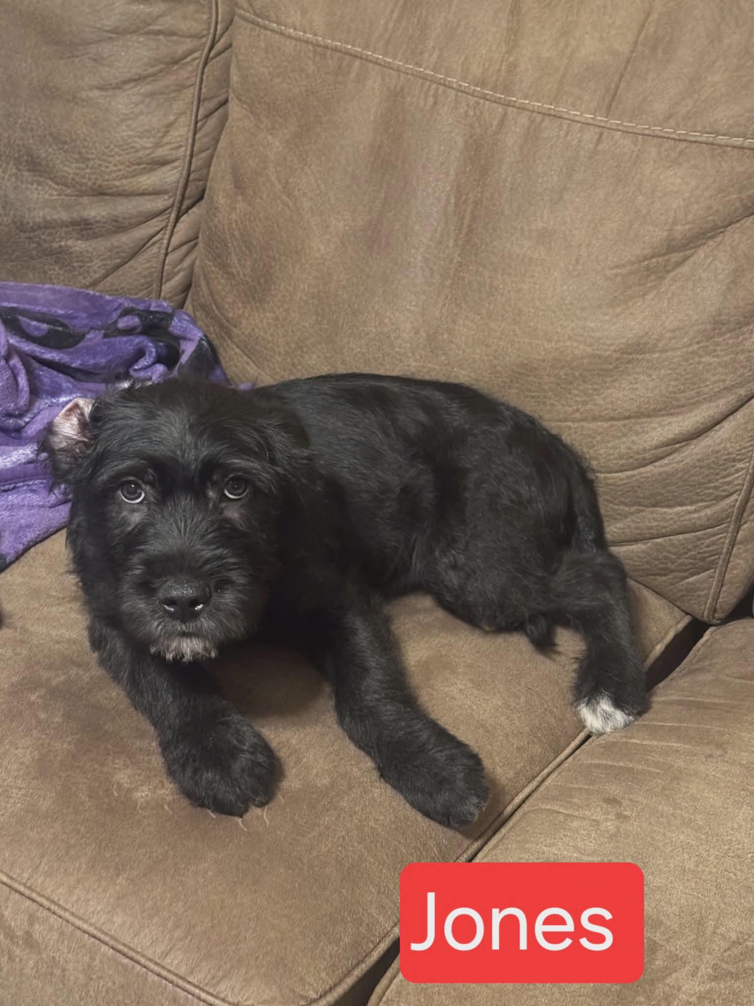 Jones, adopted, Puppy Male Schnauzer.