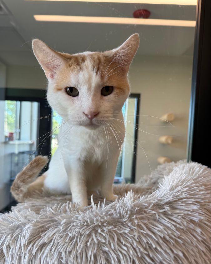 Piccadilly, Adoptable, Adult Male Domestic Short Hair.