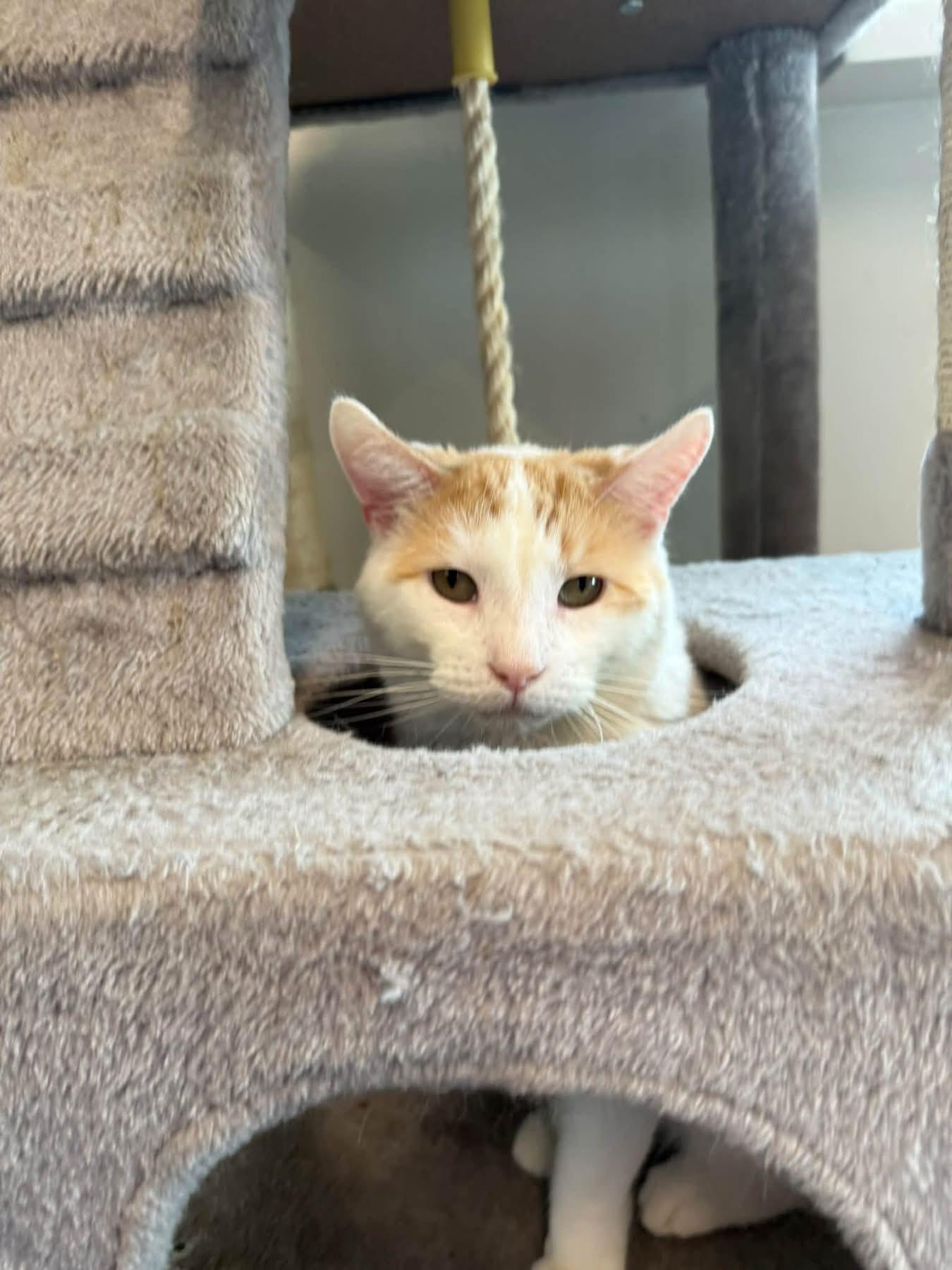 Enlarge Piccadilly, a Adoptable Domestic Short Hair in Evanston, IL image 2/3