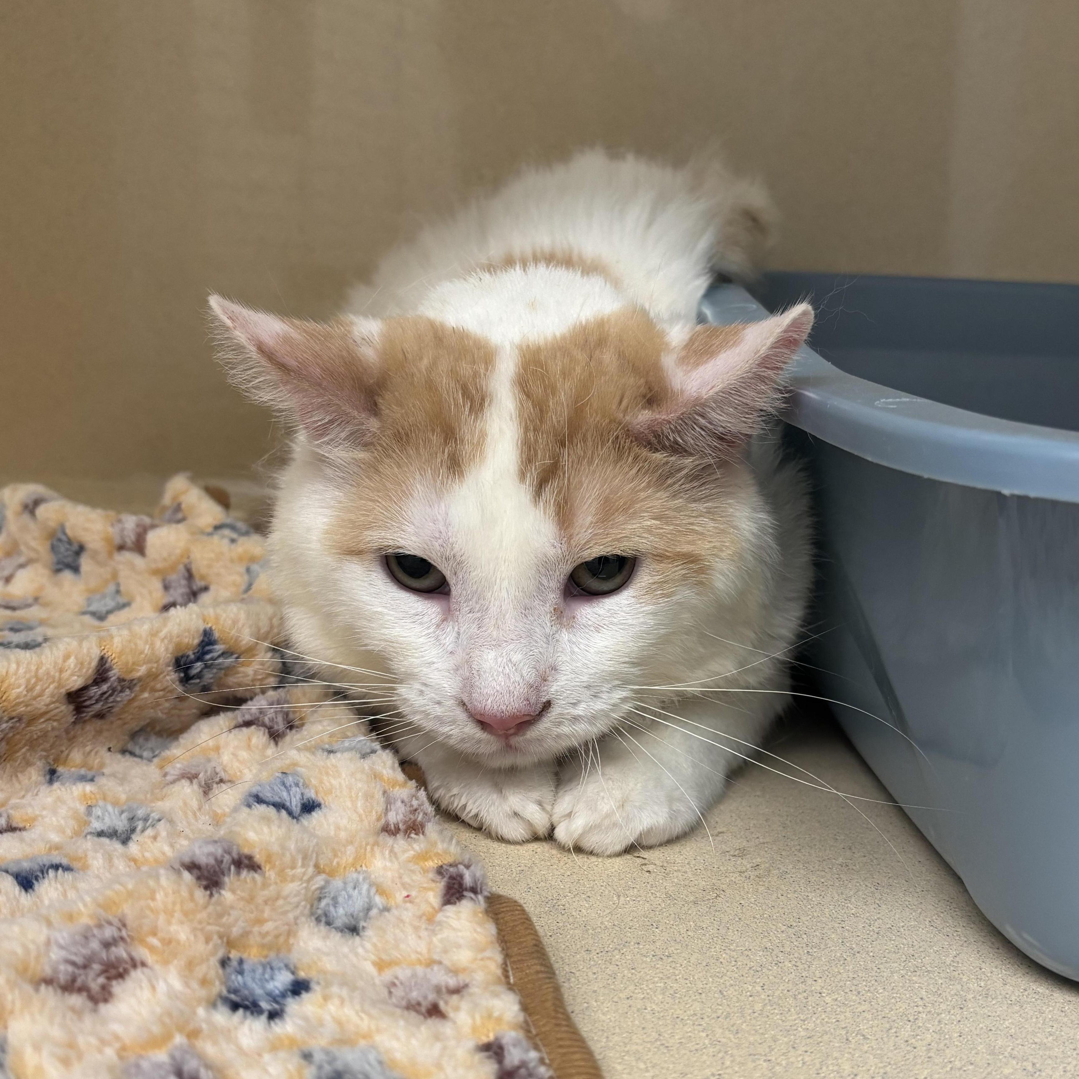 Piccadilly, ADOPTABLE, Adult Male Domestic Short Hair.