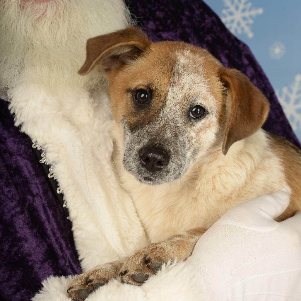 Phoebe, Adoptable, Young Female Mixed Breed.