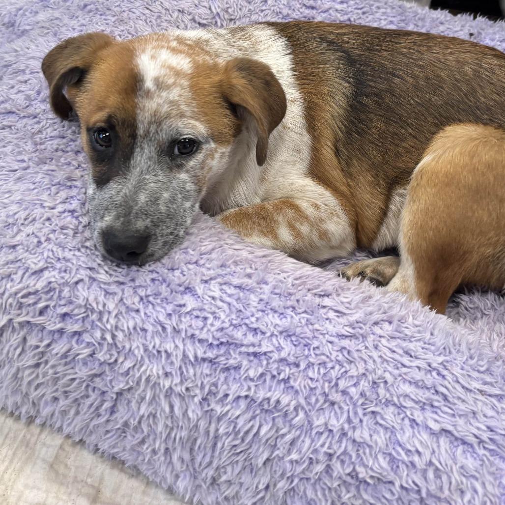 Enlarge Phoebe, a Adoptable Mixed Breed in Dallas, TX image 2/3