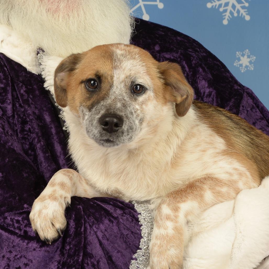Enlarge Phoebe, a Adoptable Mixed Breed in Dallas, TX image 3/3