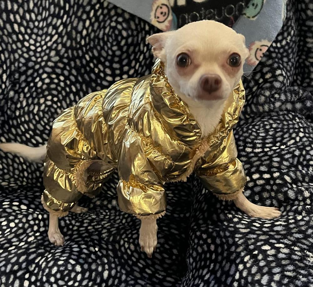 Chatchi, Adoptable, Adult Male Chihuahua.