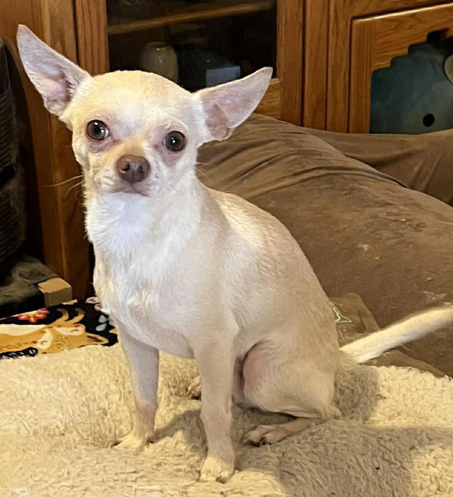 Enlarge Chatchi, a Adoptable mixed breed in TUCSON, AZ image 2/4