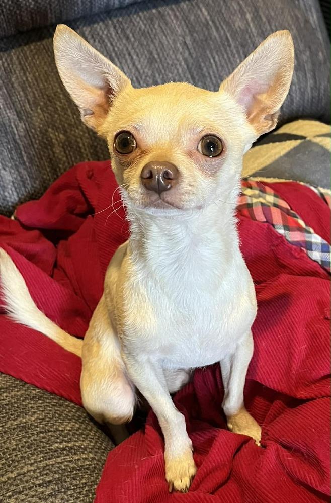 Enlarge Chatchi, a Adoptable mixed breed in TUCSON, AZ image 3/4