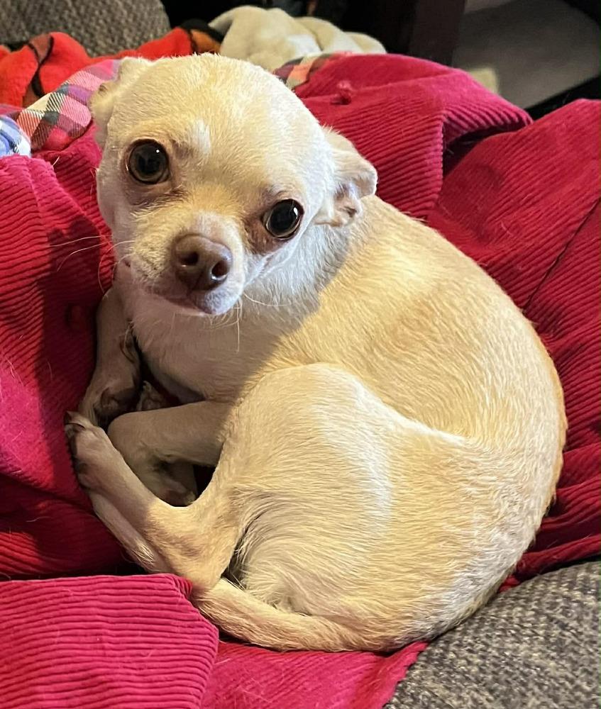 Enlarge Chatchi, a Adoptable mixed breed in TUCSON, AZ image 4/4