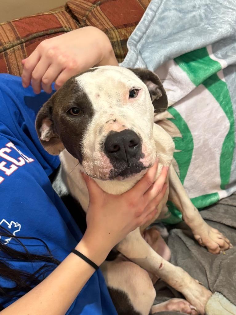 Enlarge Hammer, a Adoptable mixed breed in Ruston, LA image 3/4