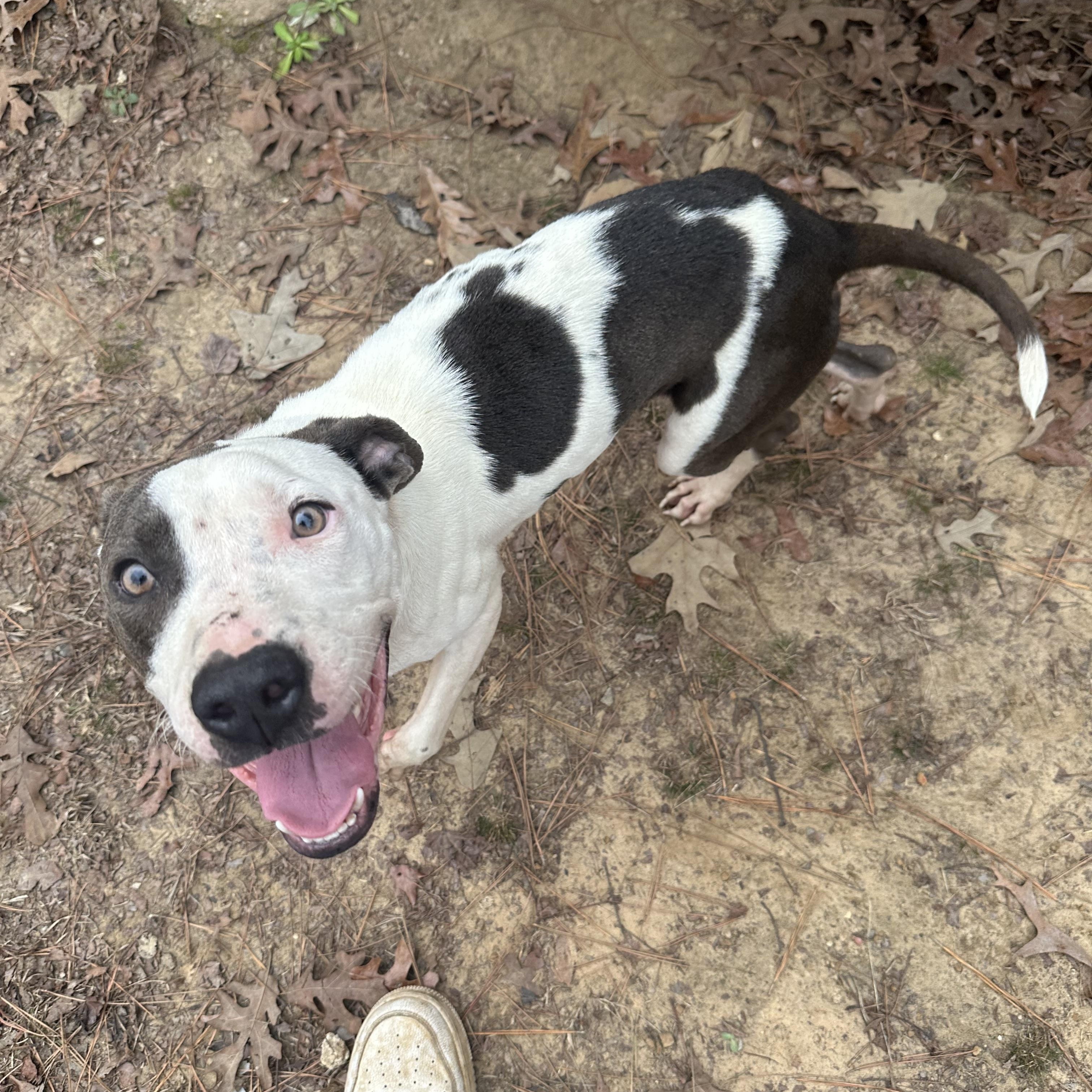 Enlarge Hammer, a Adoptable mixed breed in Ruston, LA image 1/4
