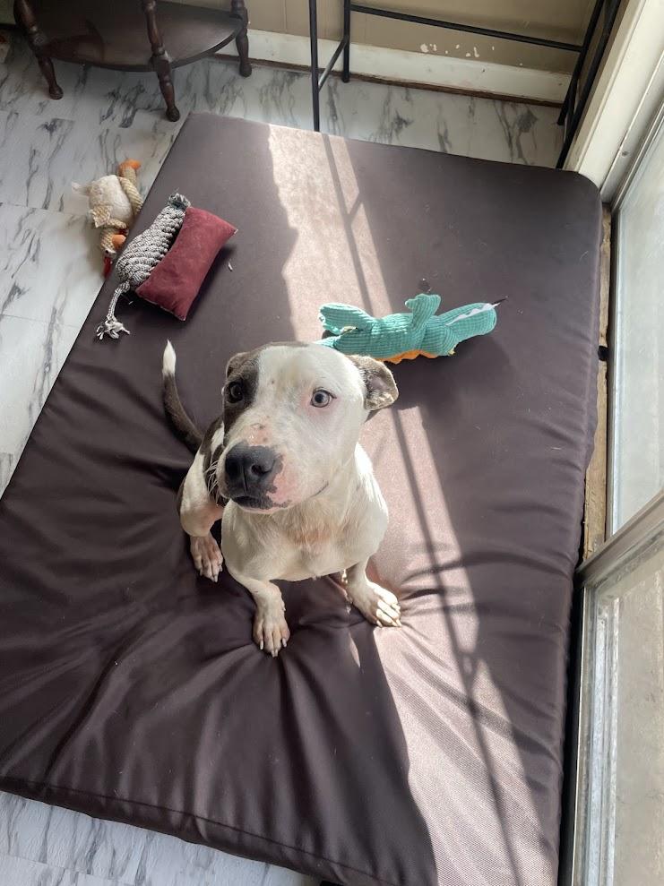 Enlarge Hammer, a Adoptable mixed breed in Ruston, LA image 2/4