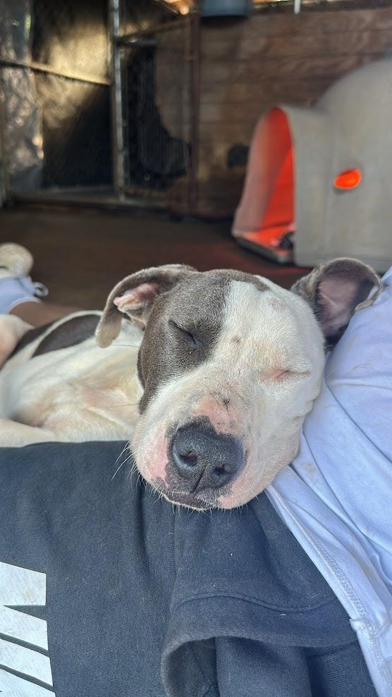 Hammer, Adoptable, Young Male Terrier & Pit Bull Terrier.