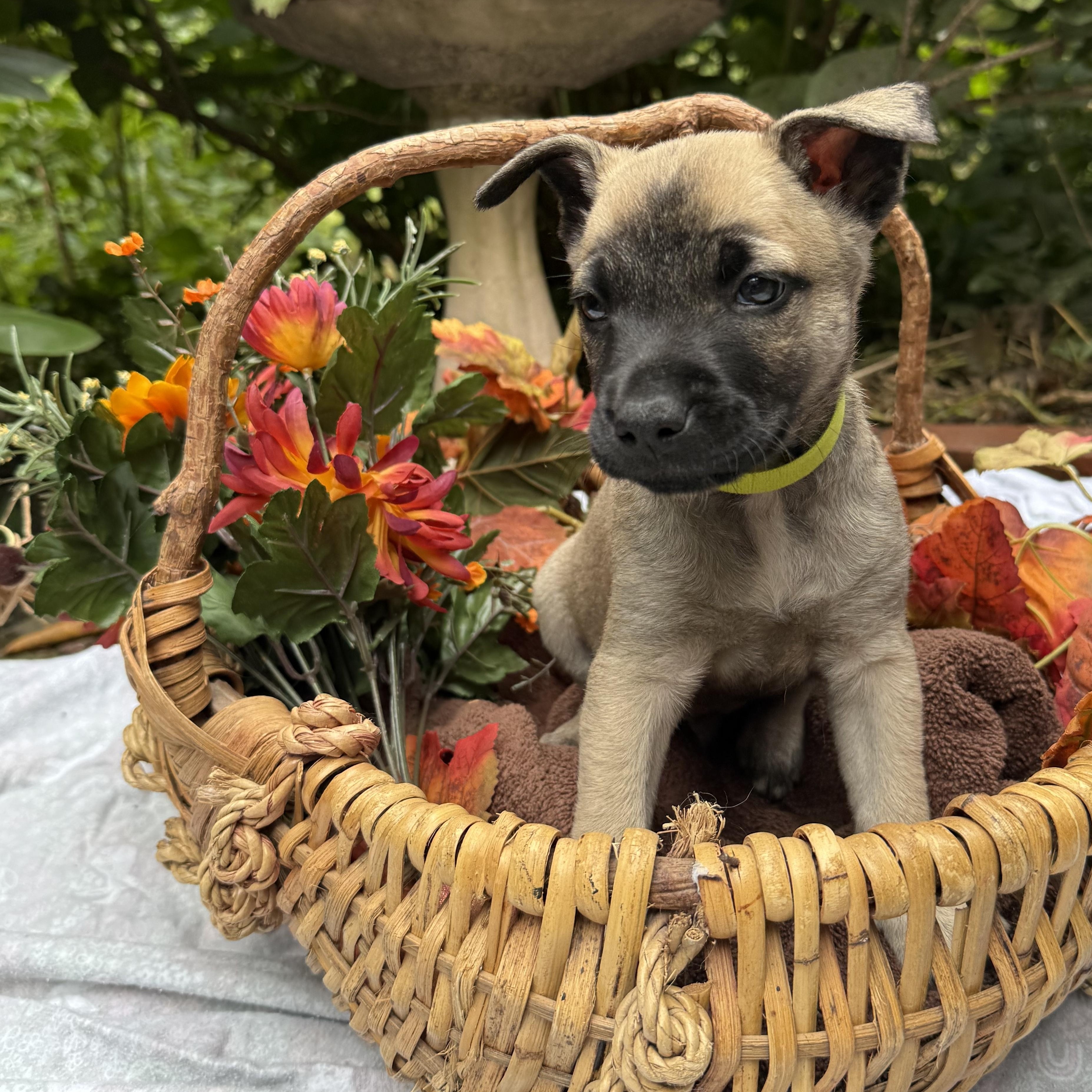 Enlarge Joel, a Adopted mixed breed in Chalfont, PA image 1/1