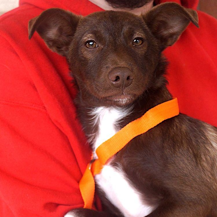 Kobe, ADOPTABLE, Young Male Schnauzer.