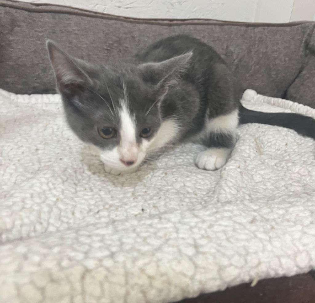 Glitter, Adoptable, Kitten Female Domestic Short Hair.