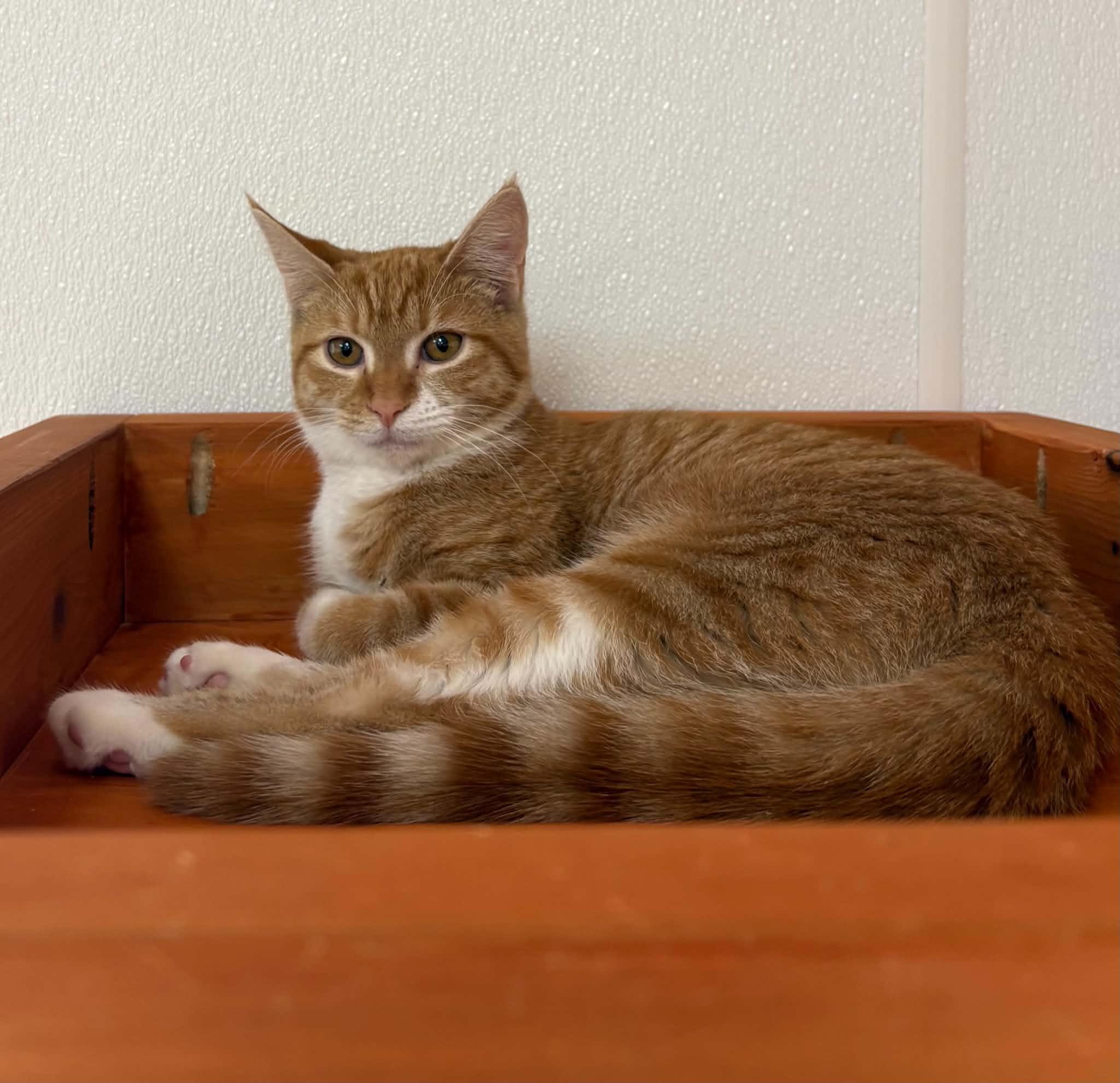 Enlarge Ember, a Adoptable Domestic Short Hair in Paris, ME image 2/2