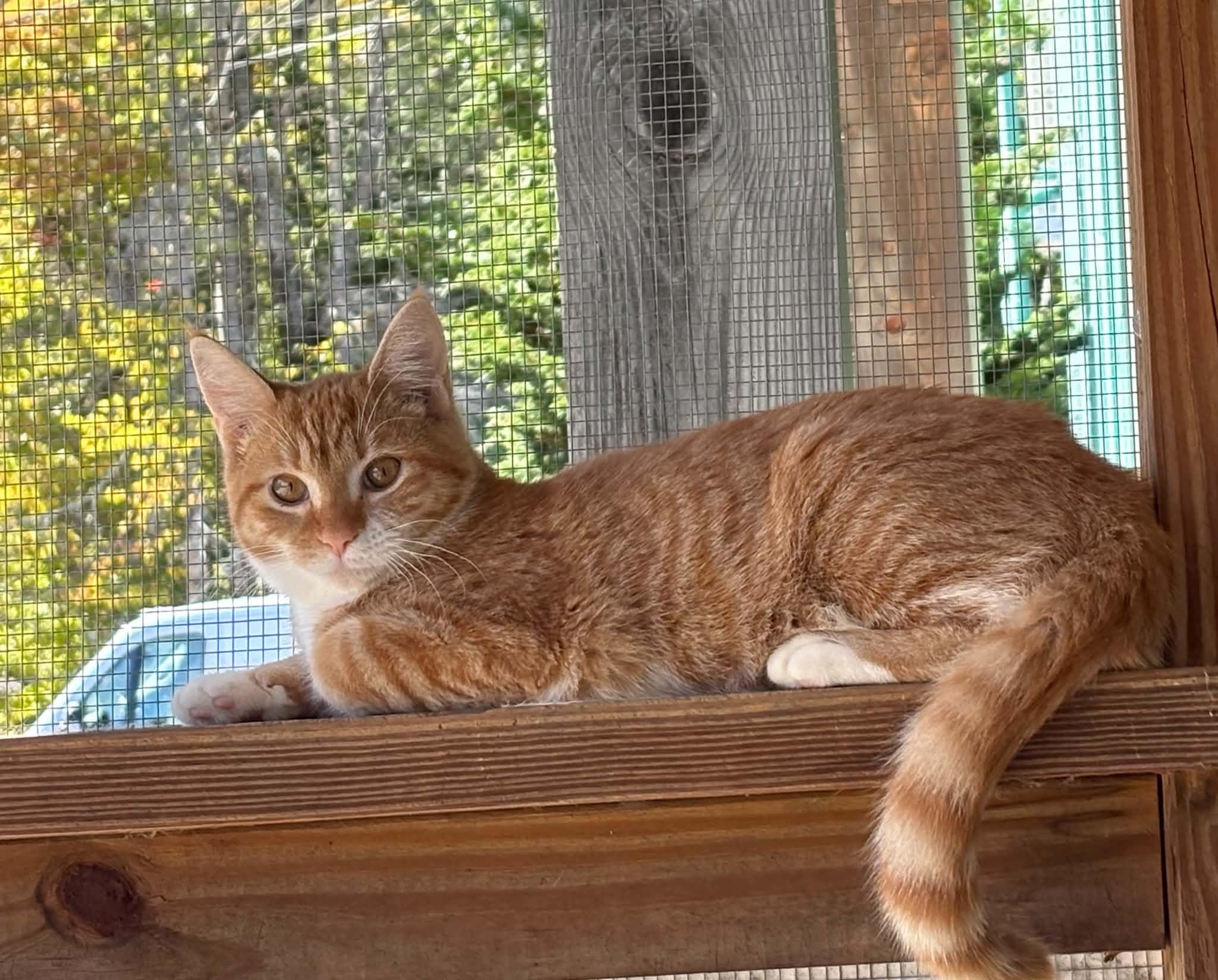 Enlarge Ember, a Adoptable Domestic Short Hair in Paris, ME image 1/2