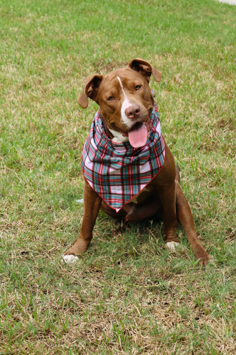 Enlarge Ben, a Adopted Staffordshire Bull Terrier in Hockley, TX image 1/5