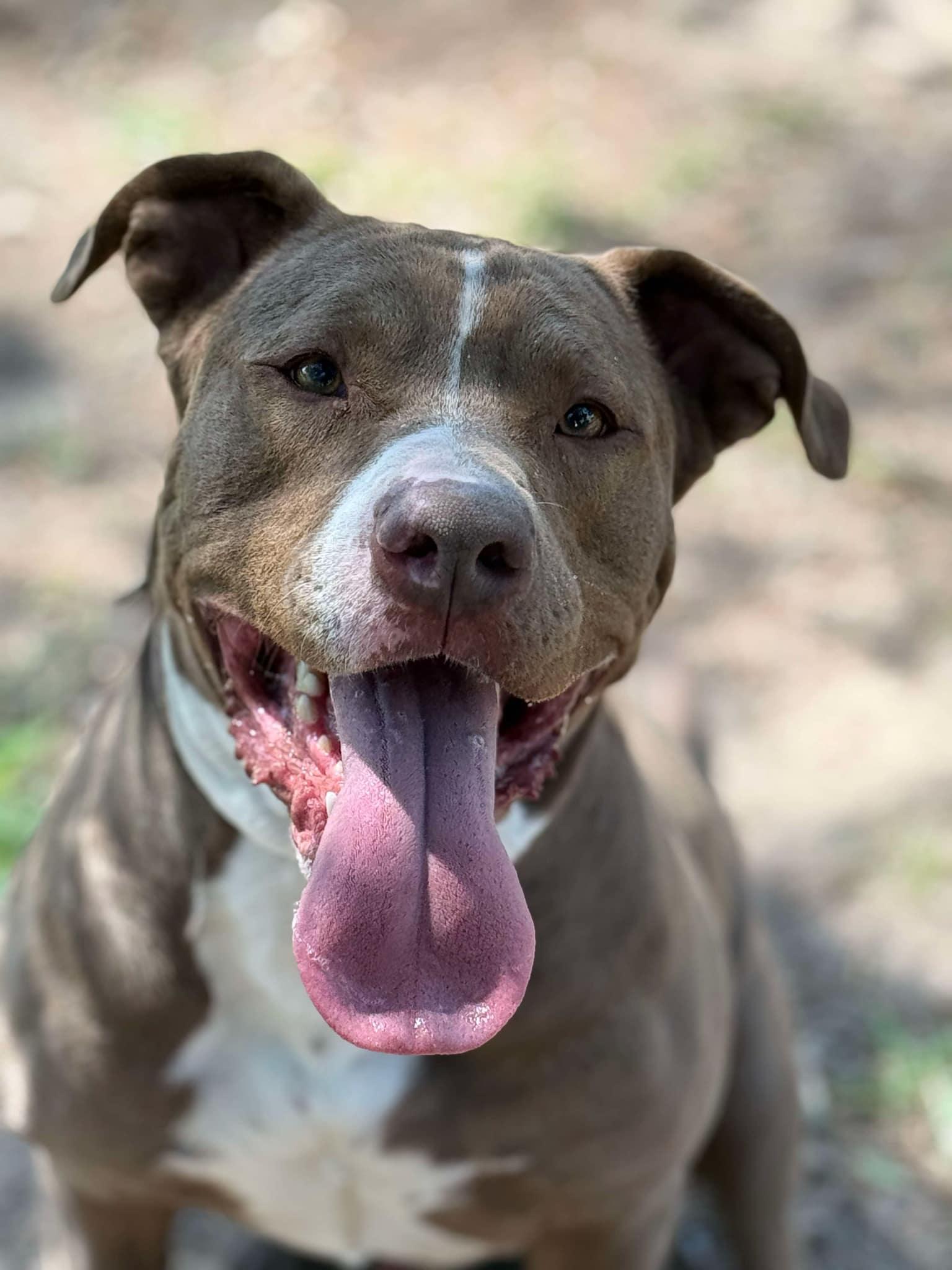 Enlarge Ben, a Adopted Staffordshire Bull Terrier in Hockley, TX image 2/5