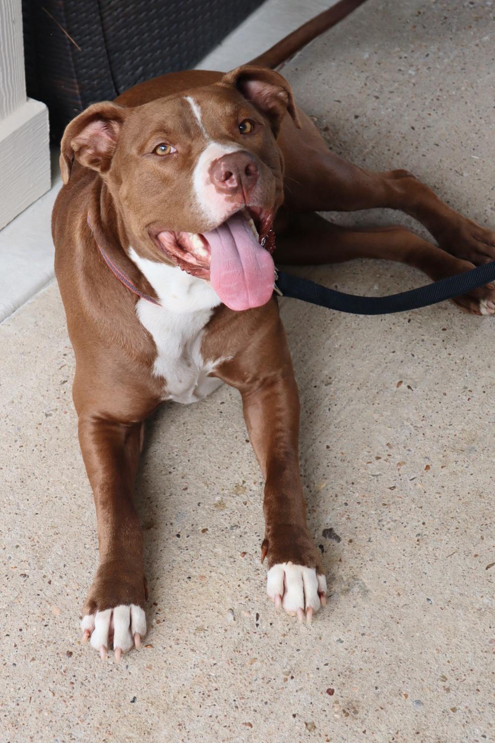 Enlarge Ben, a Adopted Staffordshire Bull Terrier in Hockley, TX image 3/5