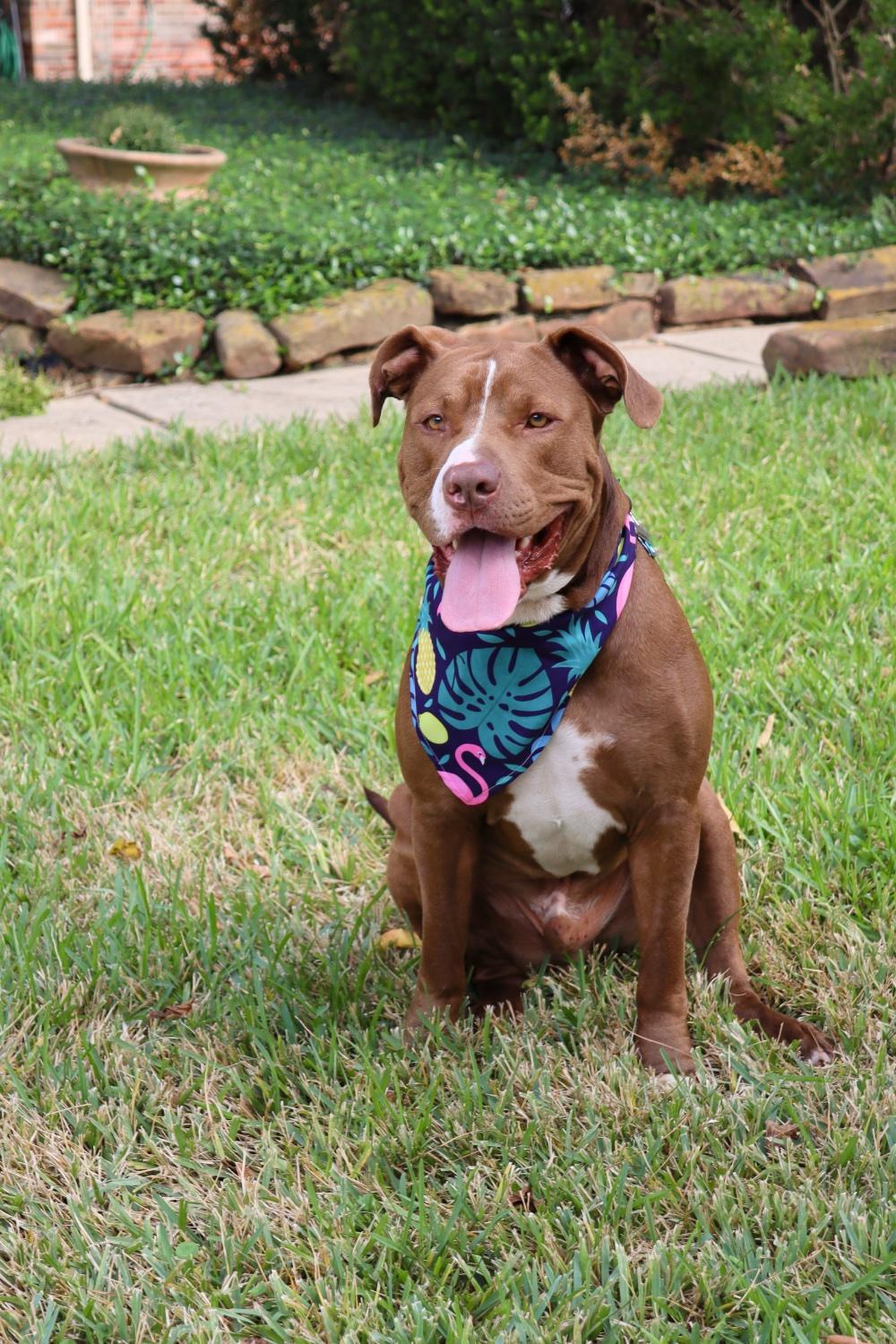 Enlarge Ben, a Adopted Staffordshire Bull Terrier in Hockley, TX image 4/5
