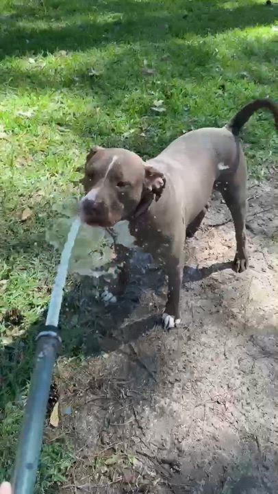 Enlarge Ben, a Adopted Staffordshire Bull Terrier in Hockley, TX video 5/5