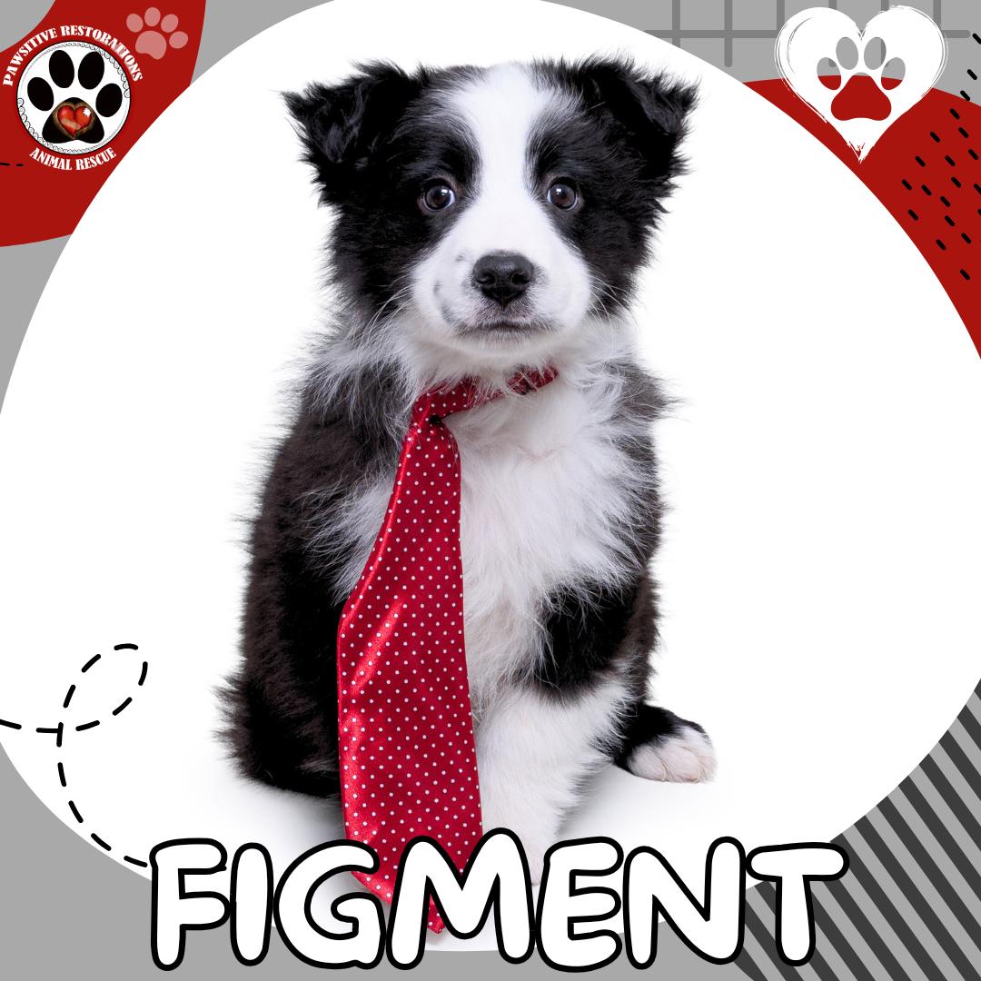 FIGMENT, Adoptable, Puppy Male Australian Shepherd.