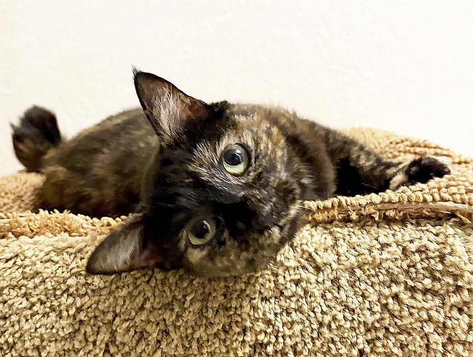 Enlarge FREDDIE, a ADOPTABLE mixed breed in Sequim, WA image 5/5