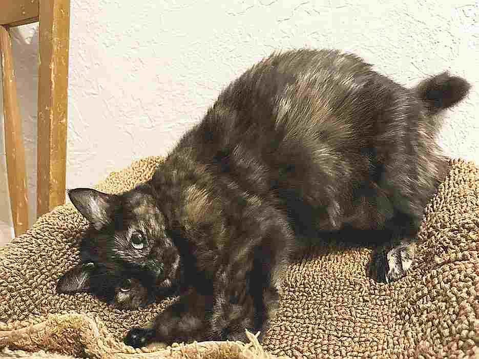 Enlarge FREDDIE, a ADOPTABLE mixed breed in Sequim, WA image 3/5