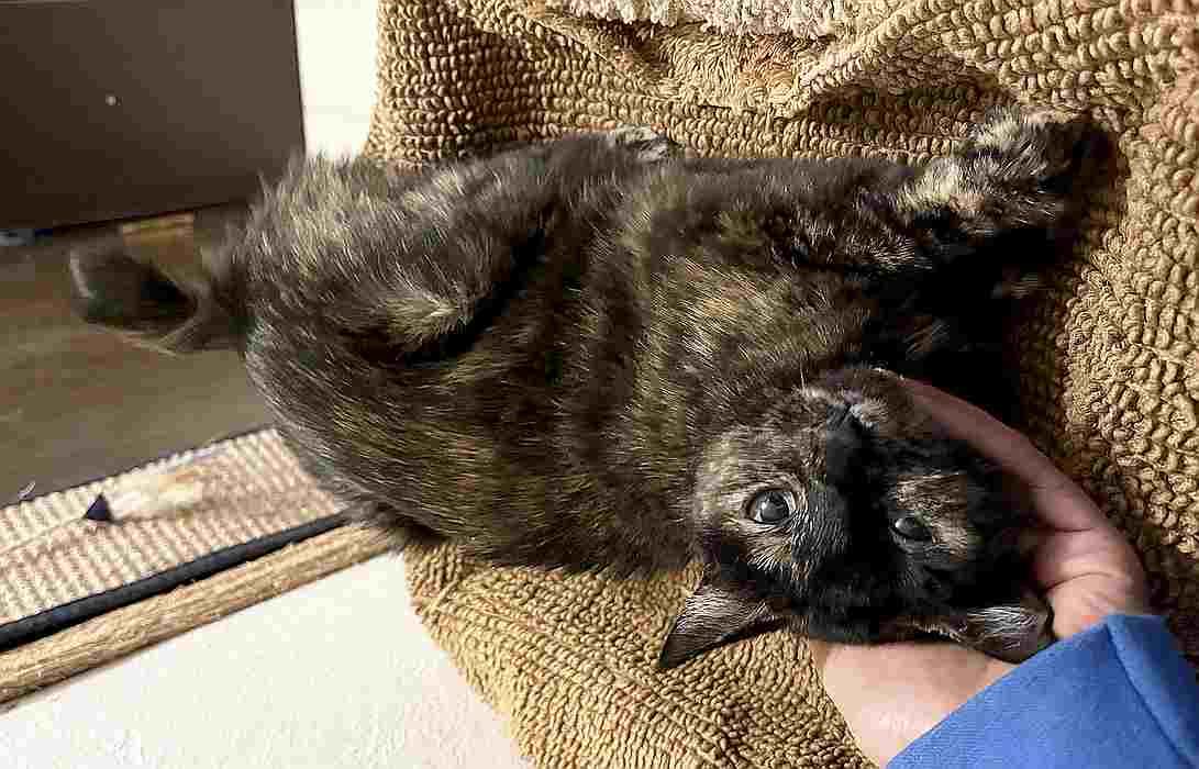 Enlarge FREDDIE, a ADOPTABLE mixed breed in Sequim, WA image 2/5