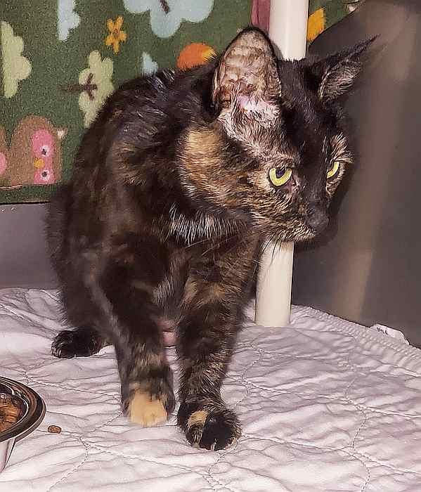 Enlarge FREDDIE, a ADOPTABLE mixed breed in Sequim, WA image 4/5