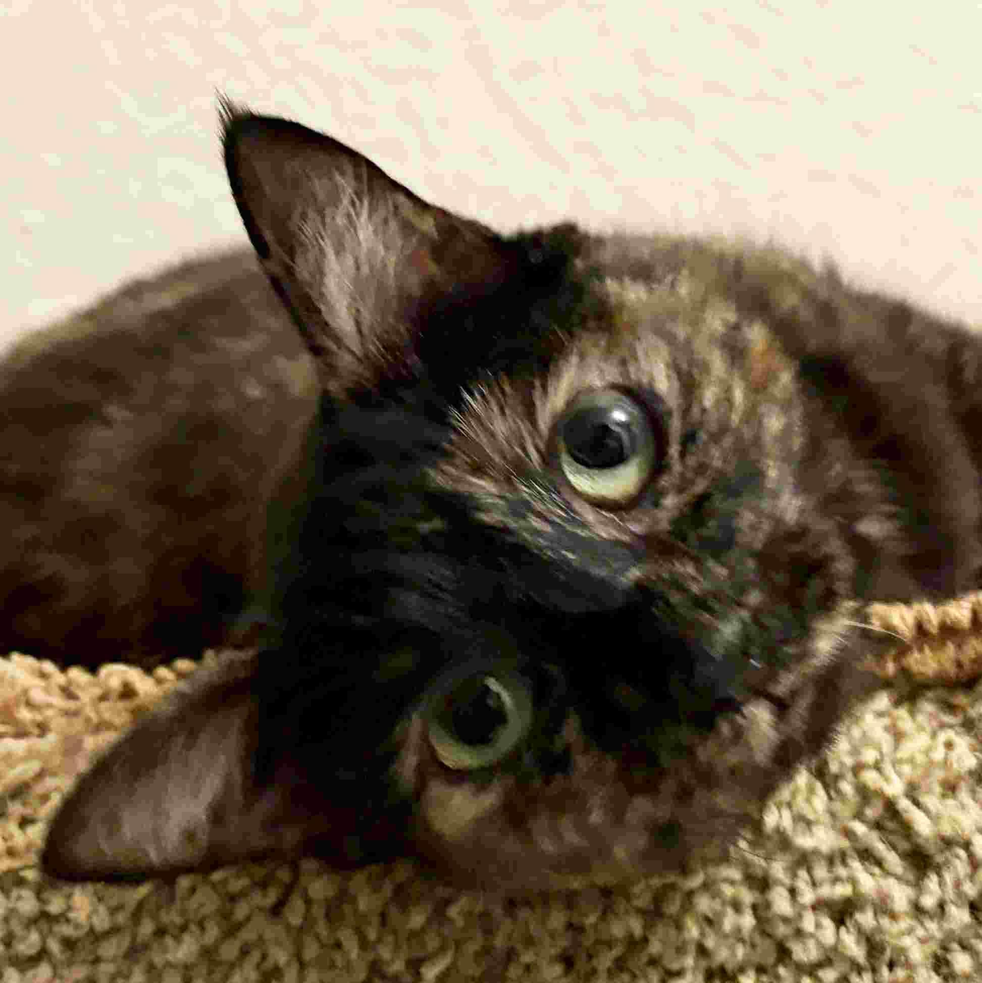 FREDDIE, ADOPTABLE, Young Female Domestic Short Hair & Tortoiseshell.