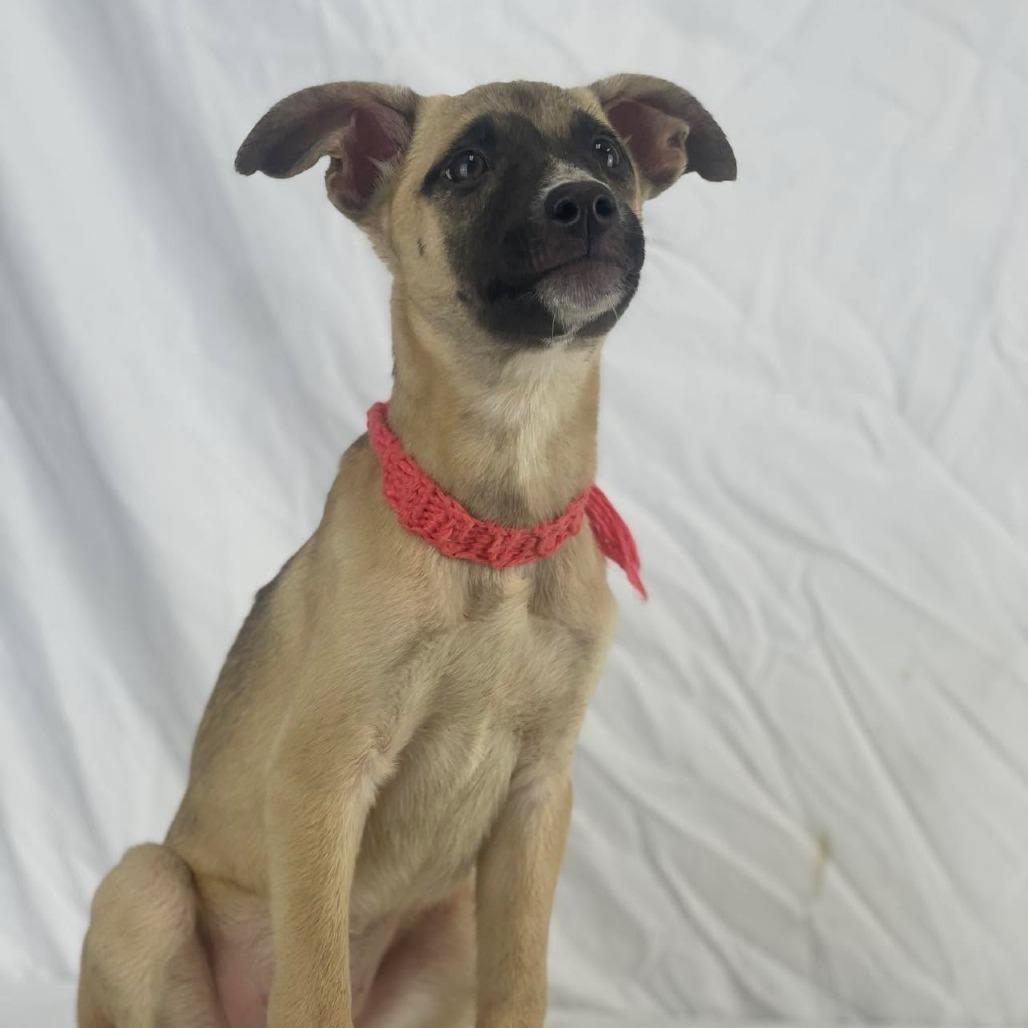 Enlarge Shivers, a Adoptable Shepherd in Lufkin, TX image 1/1