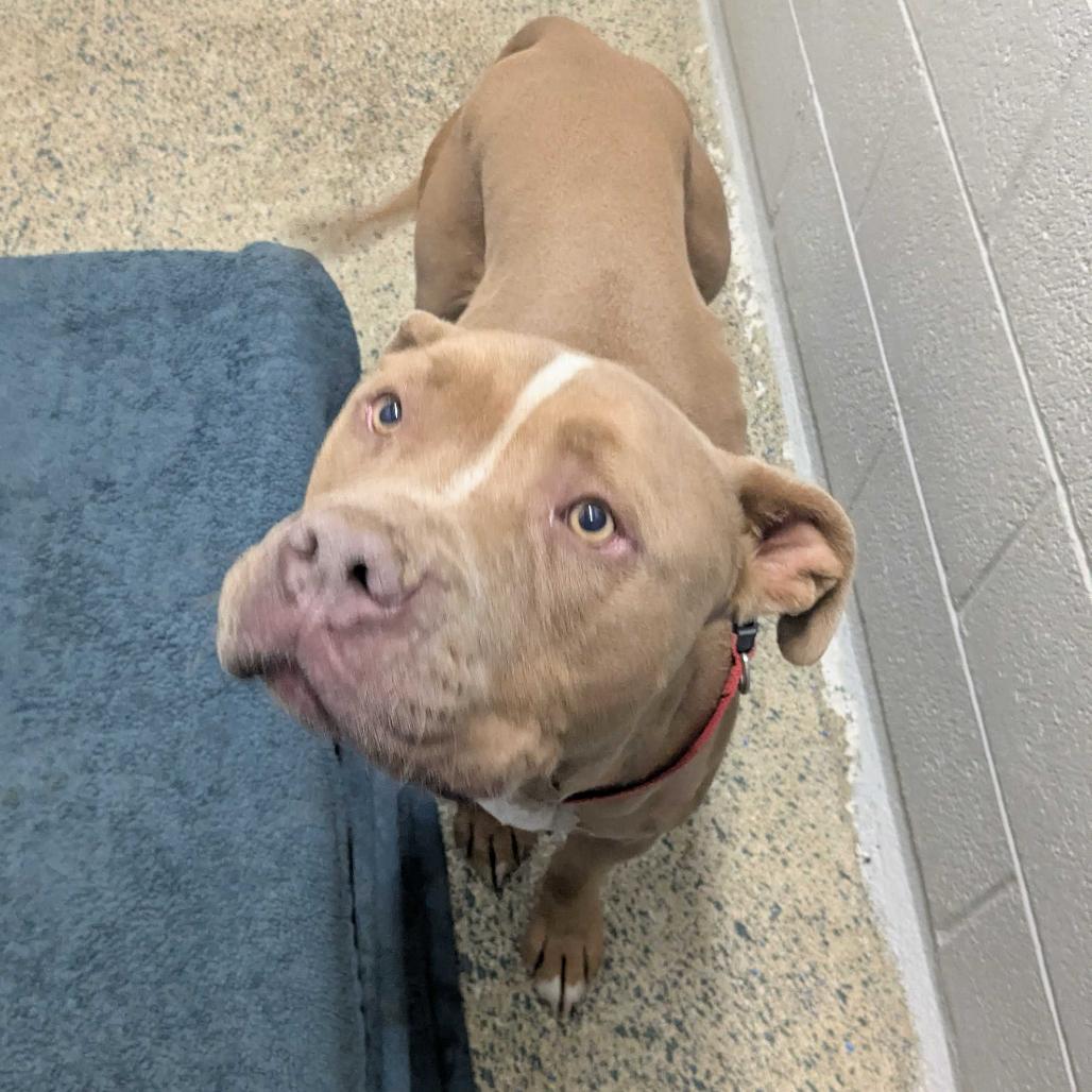 Caesar - Delta, Adoptable, Young Male Pit Bull Terrier.