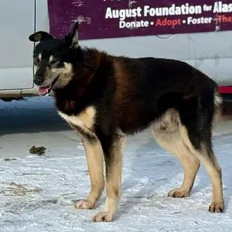 Magic, ADOPTABLE, Senior Male Husky.