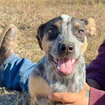 Pugsley, adopted, Young Male Australian Cattle Dog / Blue Heeler.