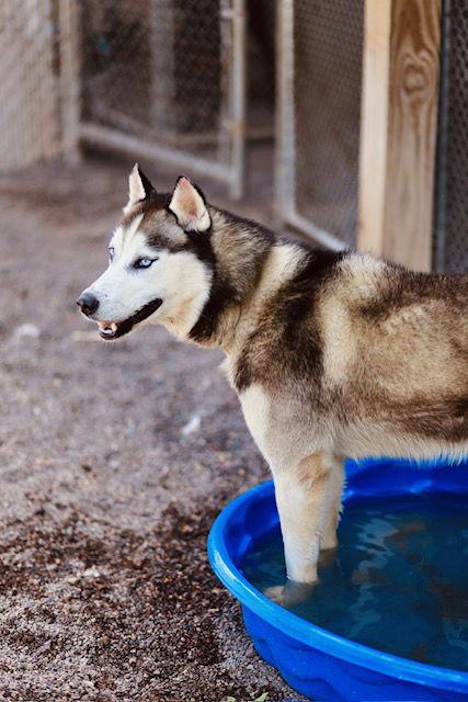Saber, Adoptable, Adult Male Husky.