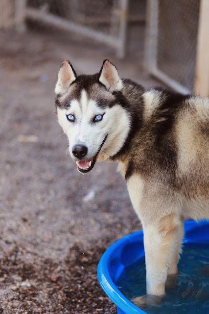 Saber, a Adoptable Husky in Webster, WI image 3/3