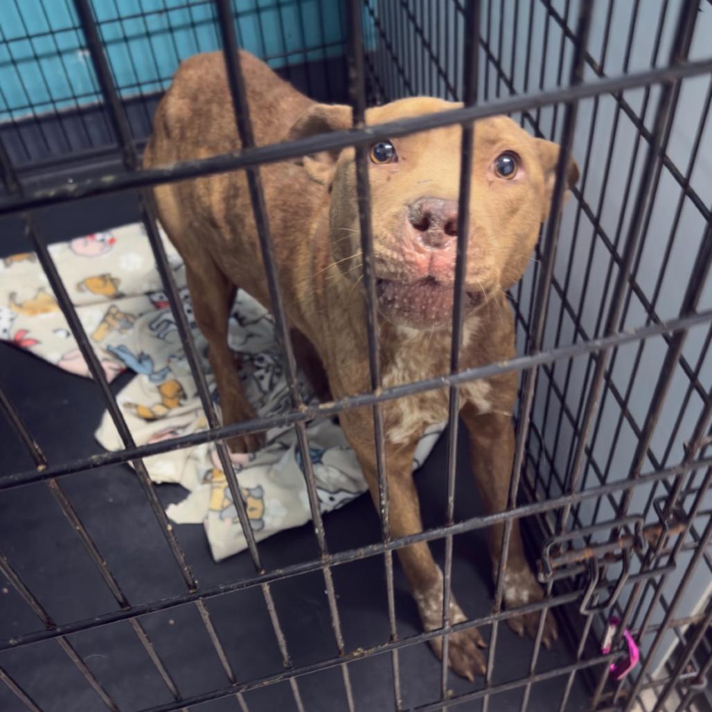 Woven Wheat, Adoptable, Adult Female Terrier.