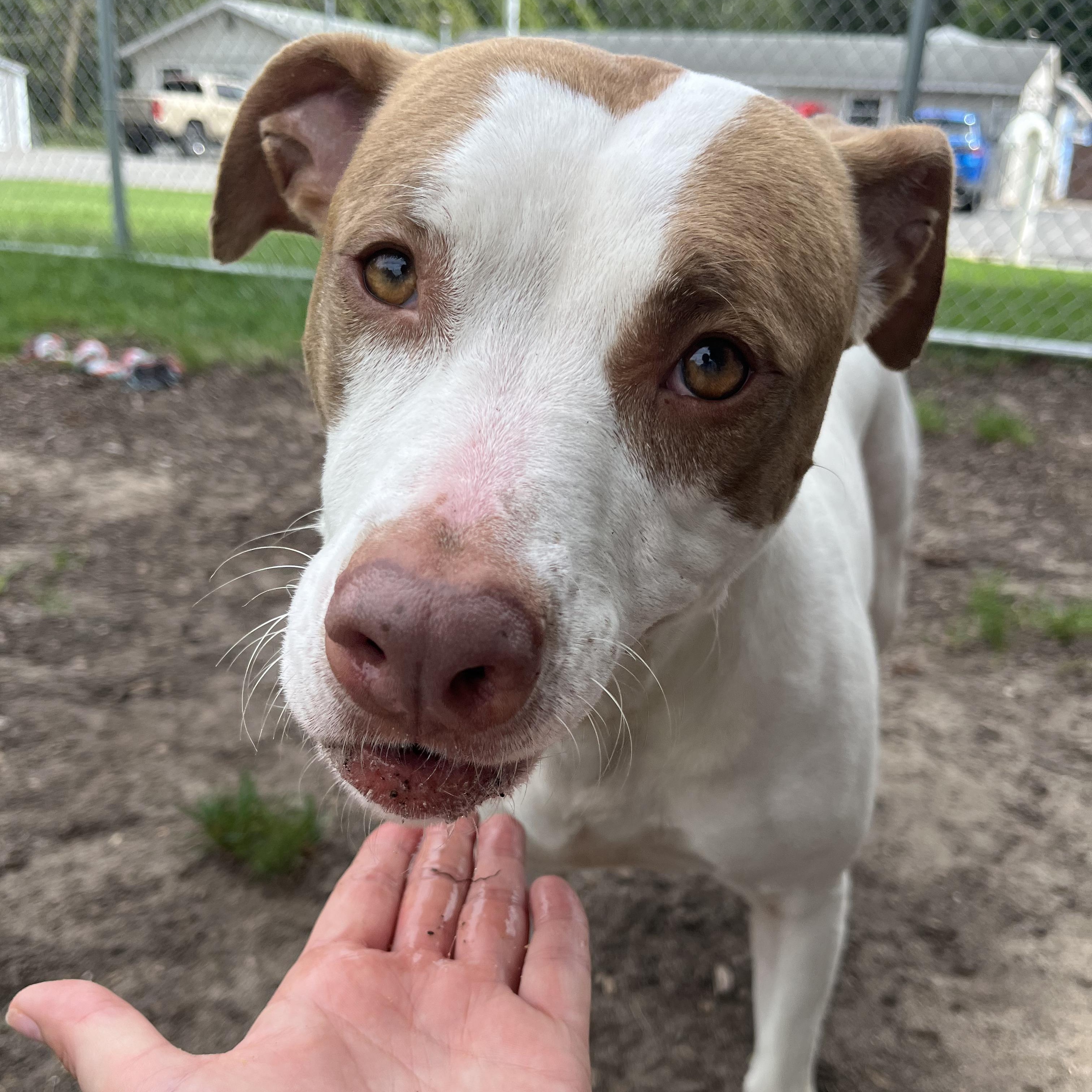 Enlarge Oprah, a Adoptable Mixed Breed in Mount Pleasant, MI image 2/4