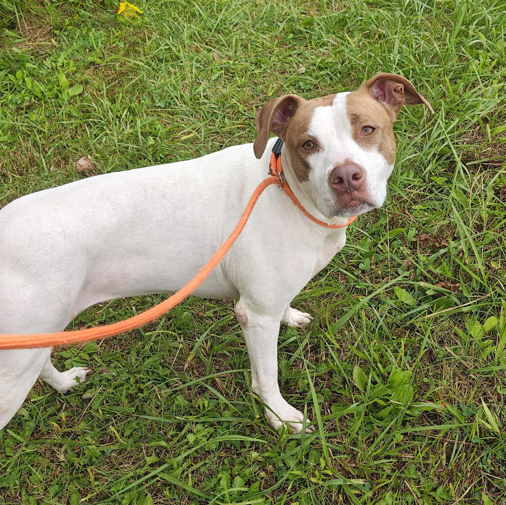 Enlarge Oprah, a Adoptable Mixed Breed in Mount Pleasant, MI image 3/4